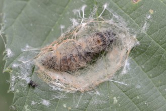 Rose owl (Thyatira batis), caterpillar pupating, North Rhine-Westphalia, Germany