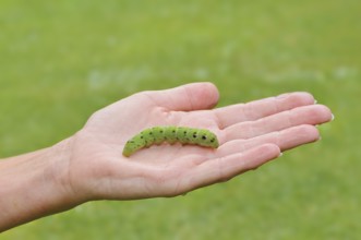 Elephant hawk-moth (Deilephila elpenor), caterpillar on the hand of a woman, North