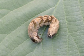 Rose owl (Thyatira batis), caterpillar, North Rhine-Westphalia, Germany