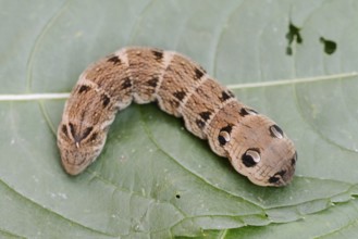 Elephant hawk-moth (Deilephila elpenor), caterpillar on a leaf, North Rhine-Westphalia, Germany