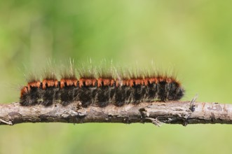 Blackberry moth (Macrothylacia rubi), caterpillar, North Rhine-Westphalia, Germany