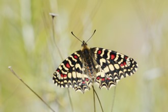 Spanish Festoon or Western Festoon (Zerynthia rumina), Algarve, Portugal