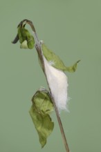 Tree of God moth or Ailanthus moth (Samia cynthia), cocoon, captive, native to Asia