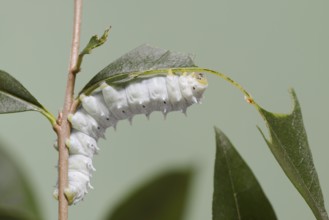 Tree of God moth or Ailanthus moth (Samia cynthia), feeding caterpillar, captive, native to Asia