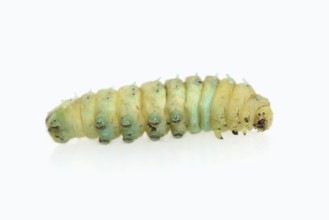 Tree of God moth or Ailanthus moth (Samia cynthia), caterpillar shortly in front of pupation,