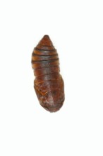 Tree of God moth or Ailanthus moth (Samia cynthia), pupa against a white background, captive,