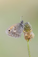 Small heath or small hay butterfly (Coenonympha pamphilus) with dewdrops, North Rhine-Westphalia,