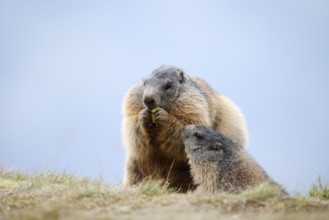 Alpine marmot (Marmota marmota), Hohe Tauern National Park, Austria