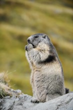 Alpine marmot (Marmota marmota), sitting and eating on a rock, Hohe Tauern National Park, Austria