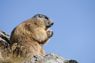 Alpine marmot (Marmota marmota), sitting and eating on a rock, Hohe Tauern National Park, Austria