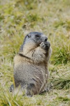 Alpine marmot (Marmota marmota), feeding, Hohe Tauern National Park, Austria