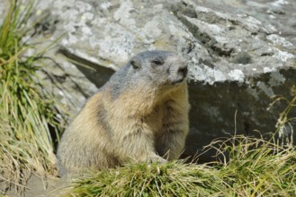 Alpine marmot (Marmota marmota) sitting on a burrow, Hohe Tauern National Park, Austria