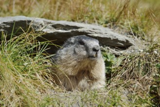 Alpine marmot (Marmota marmota) looking out of its burrow, Hohe Tauern National Park, Austria