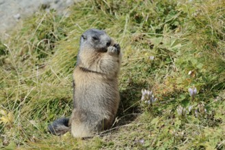 Alpine marmot (Marmota marmota), feeding, Hohe Tauern National Park, Austria