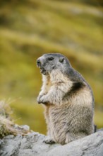 Alpine marmot (Marmota marmota), sitting on a rock and calling, Hohe Tauern National Park, Austria