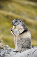 Alpine marmot (Marmota marmota), sitting on a rock, Hohe Tauern National Park, Austria