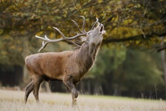 Red deer (Cervus elaphus), stag roaring, rutting season, North Rhine-Westphalia, Germany