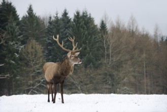 Red deer (Cervus elaphus), stag in winter, North Rhine-Westphalia, Germany