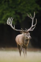 Red deer (Cervus elaphus) in a forest clearing, North Rhine-Westphalia, Germany