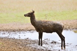 Red deer (Cervus elaphus), doe after the mud bath, North Rhine-Westphalia, Germany
