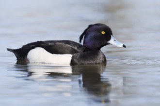 Tufted Duck (Aythya fuligula), drake, swimming, North Rhine-Westphalia, Germany