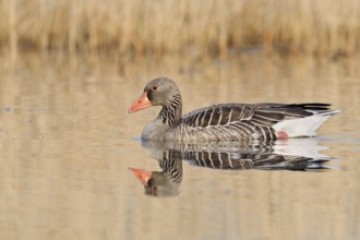 Greylag goose (Anser anser), swimming, North Rhine-Westphalia, Germany