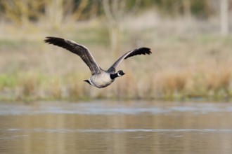 Canada goose (Branta canadensis), flying, North Rhine-Westphalia, Germany
