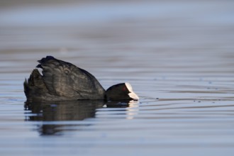 Eurasian Coot (Fulica atra) swimming threateningly, North Rhine-Westphalia, Germany