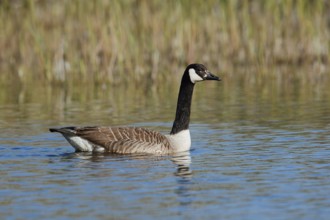Canada goose (Branta canadensis), swimming, North Rhine-Westphalia, Germany
