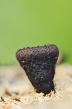 Black bulgar (Bulgaria inquinans), North Rhine-Westphalia, Germany