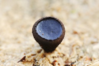 Black bulgar (Bulgaria inquinans), North Rhine-Westphalia, Germany