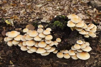 Sulphur tuft (Hypholoma fasciculare) on a tree trunk, North Rhine-Westphalia, Germany