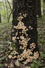Sulphur tuft (Hypholoma fasciculare) on a tree trunk, North Rhine-Westphalia, Germany