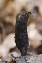 Dead man's fingers (Xylaria polymorpha), North Rhine-Westphalia, Germany