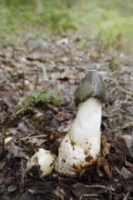 Common stinkhorn (Phallus impudicus), North Rhine-Westphalia, Germany