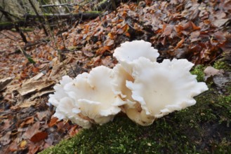 Lung mushroom or spoon-shaped mushroom (Pleurotus pulmonarius), North Rhine-Westphalia, Germany