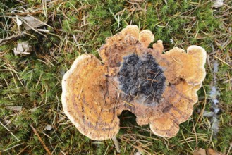 Pine brown porling or coniferous brown porling (Phaeolus spadiceus, Phaeolus schweinitzii),