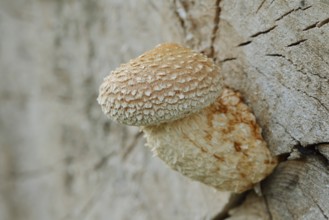 Poplar Schüppling (Hemipholiota populnea, Pholiota destruens), North Rhine-Westphalia, Germany