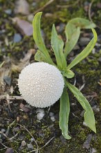Meadow dusky (Lycoperdon pratense, syn. Vascellum pratense), North Rhine-Westphalia, Germany