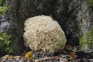 Wood Cauliflower fungus or fat hen (Wood Cauliflower crispa), Bavarian Forest National Park,