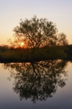 Silver willow (Salix alba) by the river Lippe at sunrise, North Rhine-Westphalia, Germany