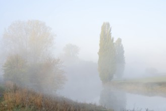 Lip with Canada poplar (Populus x canadensis, Populus x euramericana) and pyramid poplars (Populus
