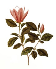 Honoki Magnolia, Japanese Bigleaf Magnolia, Magnolia obovata Thunb, Magnoliaceae, Illustration by