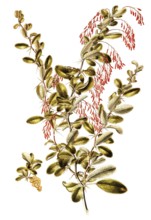 Common barberry, European barberry, Berberis vulgaris, Berberidaceae, Illustration by Francesco