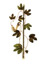 Contribo or Bejuco de Santiago, Dutchman's Pipe, Aristolochia trilobata, Aristolochiaceae,