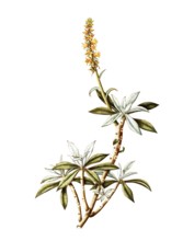 Cotyledon coccinea, Crassulaceae, Illustration by Angela Rossi Bottione, watercolour, 1812-1837,