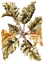 Sea kale, Crambe maritima, Cruciferae, Illustration by Francesco Peyrolery, watercolour, 1765,