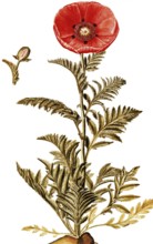 Oriental poppy, Papaver orientale, Papaveraceae, Illustration by Francesco Peyrolery, watercolour,