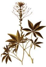 Spiny Spider-flower, Cleome spinosa, Capparidaceae, Illustration by Giovanni Antonio Bottione,