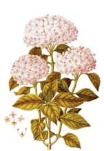 Garden Hydrangea, Bigleaf or French Hydrangea, Hydrangea macrophylla, Hydrangeaceae, Illustration